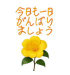 12月 冬の花 大きくて見やすい挨拶スタンプ（個別スタンプ：11）