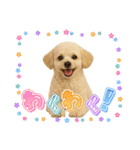 マルチーズ×プードルの毎日（個別スタンプ：1）