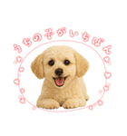 マルチーズ×プードルの毎日（個別スタンプ：2）