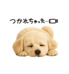 マルチーズ×プードルの毎日（個別スタンプ：4）