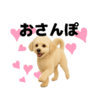 マルチーズ×プードルの毎日（個別スタンプ：5）