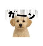 マルチーズ×プードルの毎日（個別スタンプ：6）