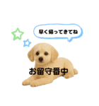 マルチーズ×プードルの毎日（個別スタンプ：7）