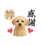 マルチーズ×プードルの毎日（個別スタンプ：8）