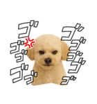 マルチーズ×プードルの毎日（個別スタンプ：9）