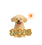 マルチーズ×プードルの毎日（個別スタンプ：10）