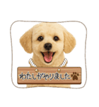 マルチーズ×プードルの毎日（個別スタンプ：11）