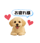 マルチーズ×プードルの毎日（個別スタンプ：12）