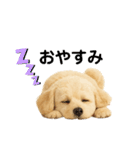 マルチーズ×プードルの毎日（個別スタンプ：13）