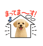 マルチーズ×プードルの毎日（個別スタンプ：14）