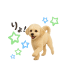 マルチーズ×プードルの毎日（個別スタンプ：15）
