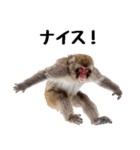 日本猿のリアクション（個別スタンプ：1）