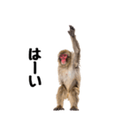 日本猿のリアクション（個別スタンプ：2）