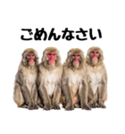 日本猿のリアクション（個別スタンプ：4）