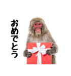 日本猿のリアクション（個別スタンプ：6）