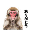 日本猿のリアクション（個別スタンプ：7）