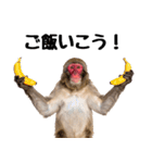 日本猿のリアクション（個別スタンプ：8）