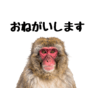 日本猿のリアクション（個別スタンプ：9）
