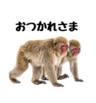 日本猿のリアクション（個別スタンプ：10）