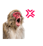 日本猿のリアクション（個別スタンプ：11）