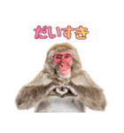 日本猿のリアクション（個別スタンプ：12）