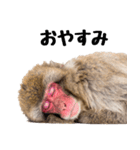 日本猿のリアクション（個別スタンプ：13）