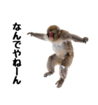 日本猿のリアクション（個別スタンプ：14）
