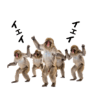 日本猿のリアクション（個別スタンプ：15）