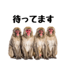 日本猿のリアクション（個別スタンプ：16）