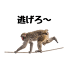 日本猿のリアクション（個別スタンプ：17）