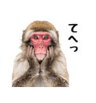 日本猿のリアクション（個別スタンプ：18）