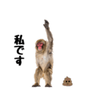 日本猿のリアクション（個別スタンプ：19）