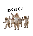 日本猿のリアクション（個別スタンプ：20）