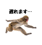 日本猿のリアクション（個別スタンプ：21）