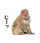 日本猿のリアクション（個別スタンプ：23）