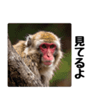 日本猿のリアクション（個別スタンプ：25）