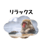 日本猿のリアクション（個別スタンプ：26）