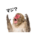 日本猿のリアクション（個別スタンプ：27）
