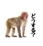 日本猿のリアクション（個別スタンプ：28）