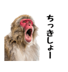 日本猿のリアクション（個別スタンプ：29）