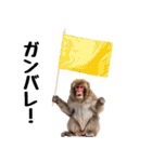 日本猿のリアクション（個別スタンプ：30）