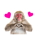 日本猿のリアクション（個別スタンプ：33）