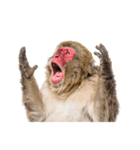 日本猿のリアクション（個別スタンプ：36）