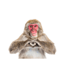 日本猿のリアクション（個別スタンプ：37）