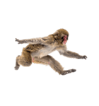 日本猿のリアクション（個別スタンプ：38）