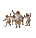 日本猿のリアクション（個別スタンプ：39）