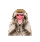 日本猿のリアクション（個別スタンプ：40）