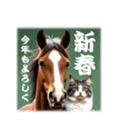 馬じゃなくって猫年だにゃ！！！年賀スタンプ（個別スタンプ：1）