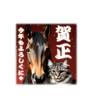 馬じゃなくって猫年だにゃ！！！年賀スタンプ（個別スタンプ：6）