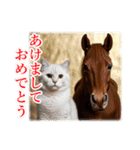 馬じゃなくって猫年だにゃ！！！年賀スタンプ（個別スタンプ：12）